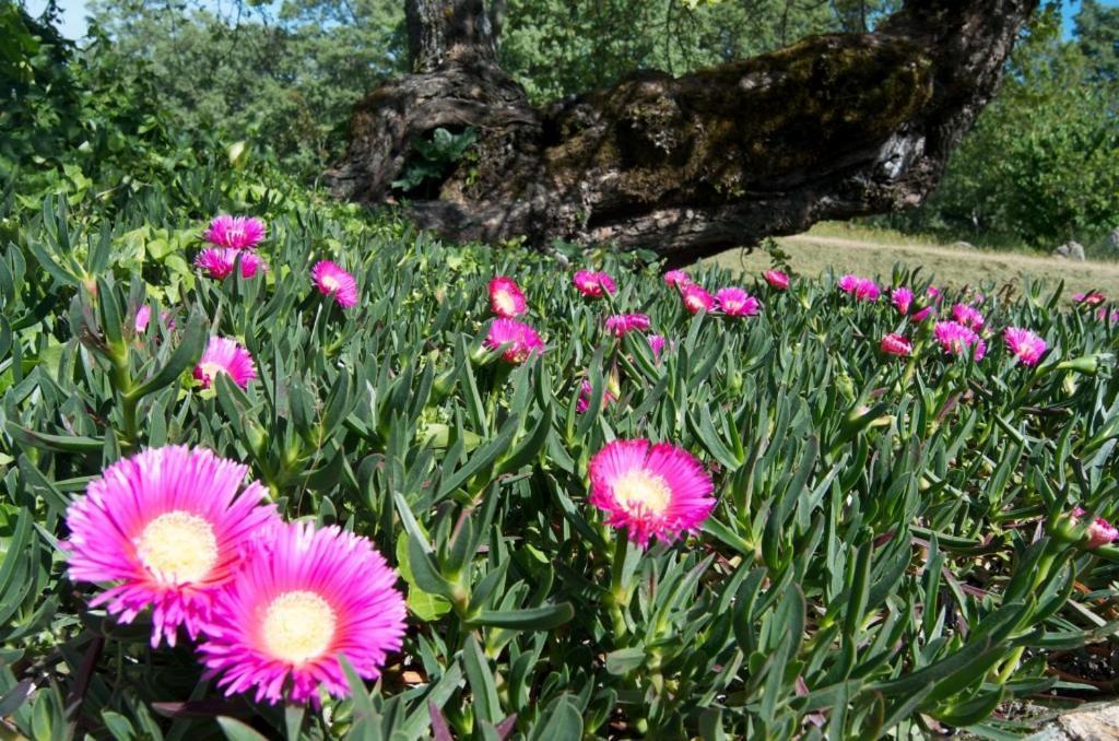 Quinta Da Saimeira มาร์เวา ภายนอก รูปภาพ